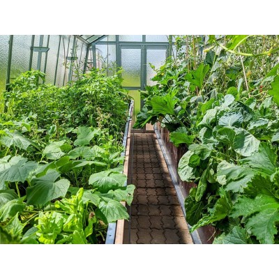 Anlehngewächshaus Classic L