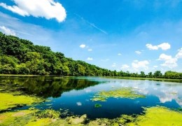 Wie Sie durch das Heizen mit Holzbrennstoffen der Umwelt helfen